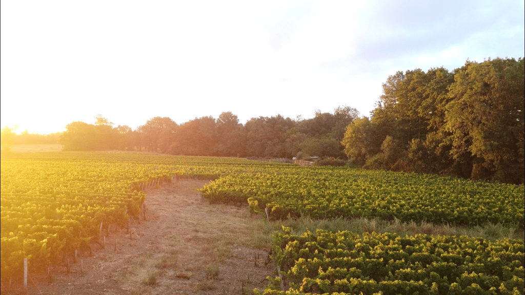 Vigne listrac médoc, haut-médoc